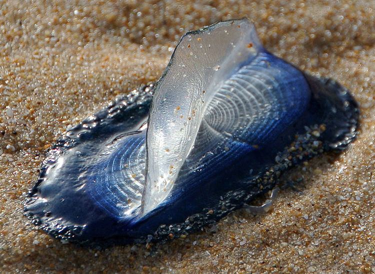 Velella Thousands Of These Bizarre Blue Animals Wash Up Along California