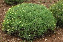 Vella (plant) httpsuploadwikimediaorgwikipediacommonsthu