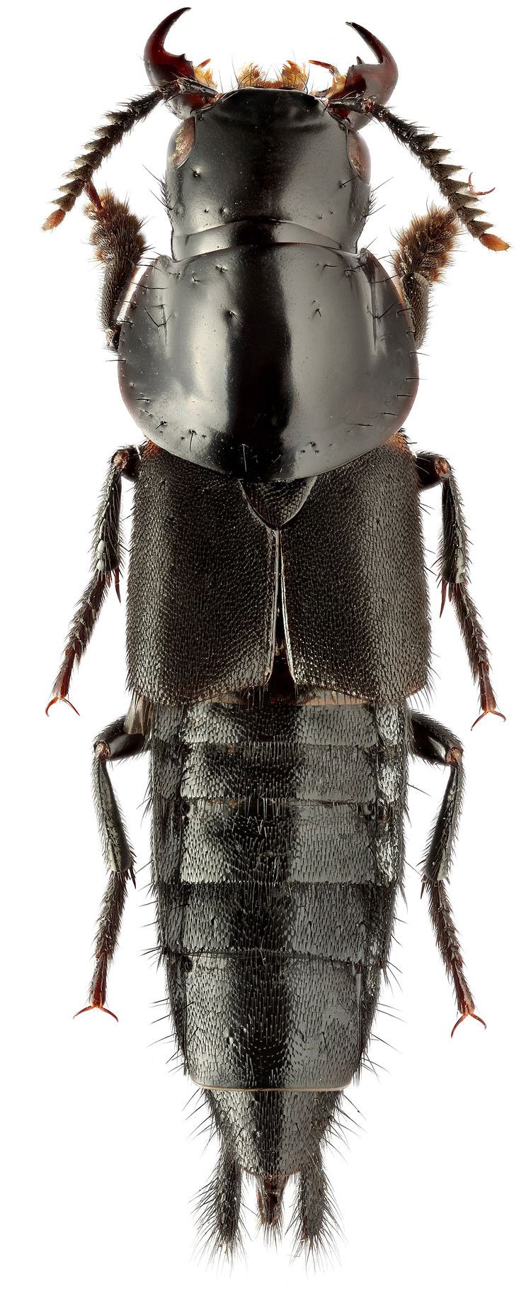 Velleius dilatatus Velleius dilatatus F 1787 Staphylinidae