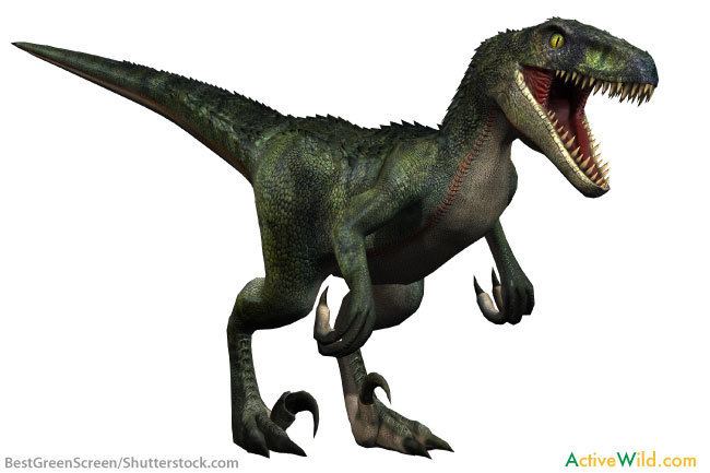 Velociraptor Velociraptor Facts for Kids Students amp Adults With Pictures