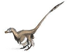 Velociraptor httpsuploadwikimediaorgwikipediacommonsthu
