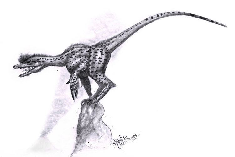 Velociraptorinae Velociraptorinae by Carcharael on DeviantArt