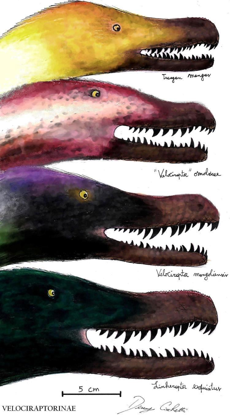 Velociraptorinae httpsuploadwikimediaorgwikipediacommonsdd