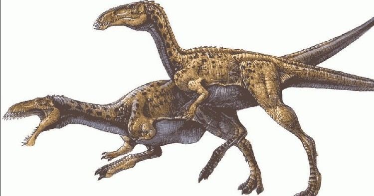 Velocisaurus Velocisaurus Pictures amp Facts The Dinosaur Database