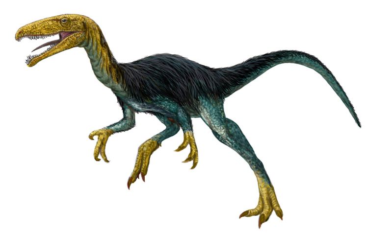 Velocisaurus httpsuploadwikimediaorgwikipediacommonsff