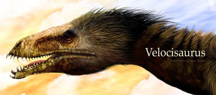 Velocisaurus Velocisaurus unicus