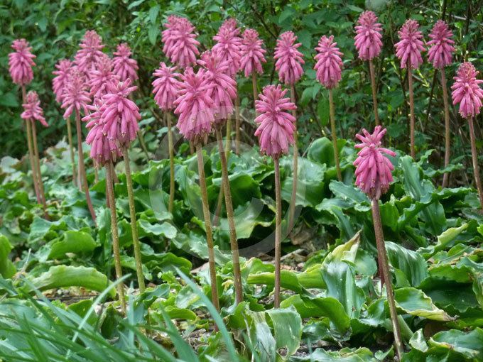 Veltheimia bracteata Veltheimia bracteata Forest Lily Sand Onion Winter Red Hot Poker