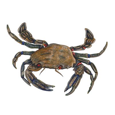 Velvet crab Velvet swimming crabs are recommended Cornwall Good Seafood Guide