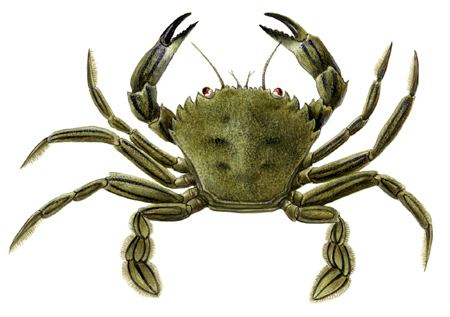 Velvet crab Velvet Crab Bord Iascaigh Mhara