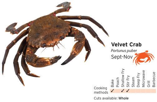 Velvet crab Velvet Crab Barratlantic