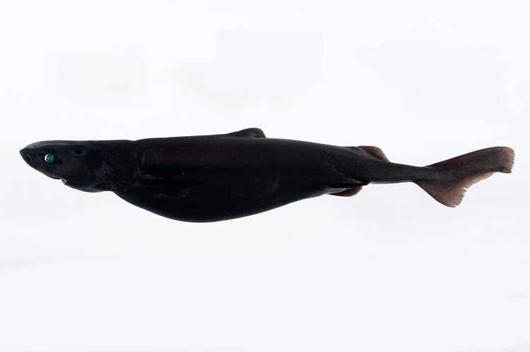 Velvet dogfish fishesofaustralianetauImagesImageZamSquamulos