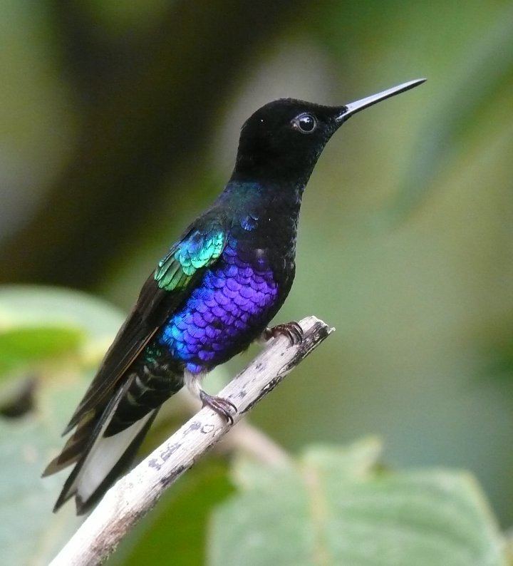 Velvet-purple coronet Life Chronicles Velvet Purple Coronet humming bird
