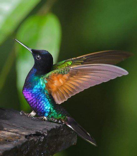 Velvet-purple coronet Velvet Purple Coronet A Breathtaking Flying Jewel Featured Creature