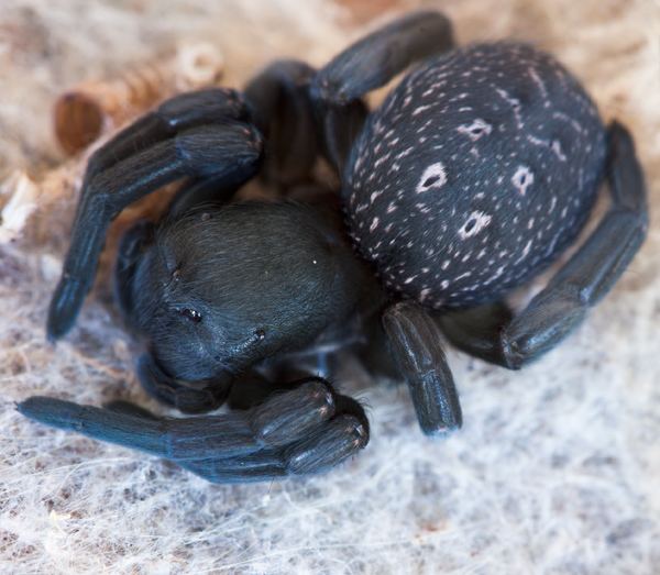 A black Velvet Spider