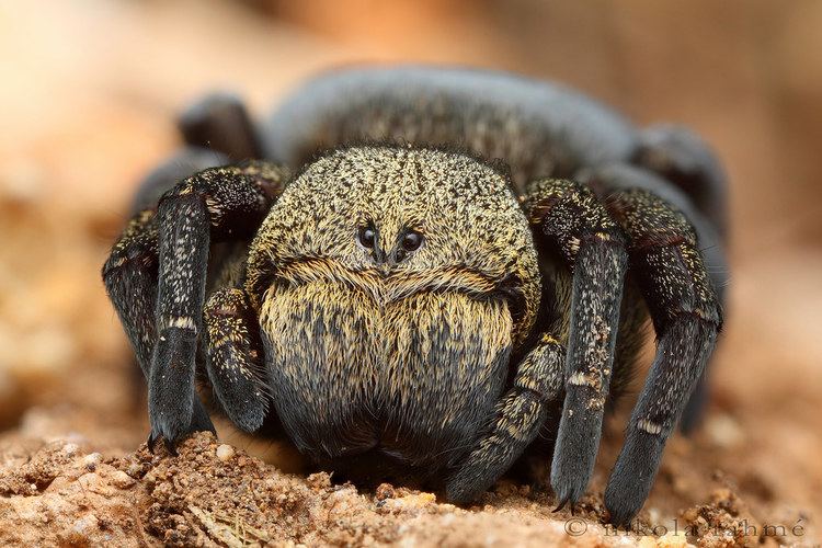 A black Velvet spider