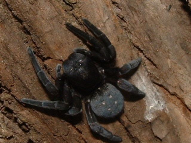 A black Velvet Spider walking on a wood