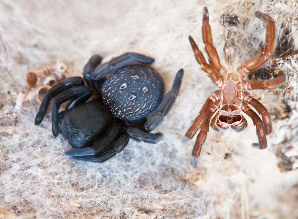 A black Velvet Spider and another brown spider