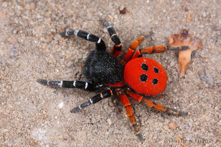 Rare 'Velvet Spider' species found in Maharashtra's Melghat
