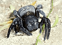 A black Velvet Spider