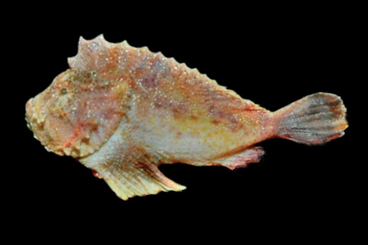 Velvetfish Kanekonia queenslandica