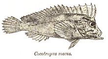 Velvetfish httpsuploadwikimediaorgwikipediacommonsthu
