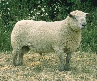 Vendéen moutonvendencomvendeen2jpg