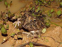 Venezuelan horned frog httpsuploadwikimediaorgwikipediacommonsthu