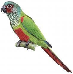 Venezuelan parakeet wwwhbwcomsitesdefaultfilesstyleslargeapub