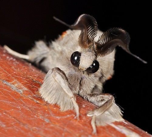 Venezuelan Poodle Moth Insects Is the Venezuelan Poodle Moth real Quora
