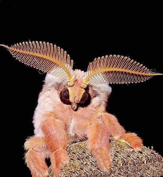 Venezuelan Poodle Moth Insects Is the Venezuelan Poodle Moth real Quora