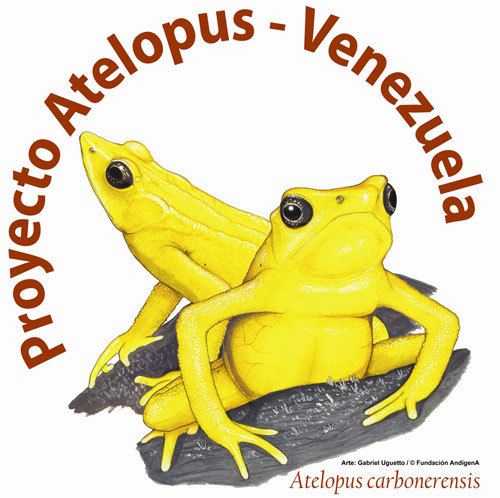 Venezuelan yellow frog wwwandigenaorgproyectoatelopusimages27logojpg