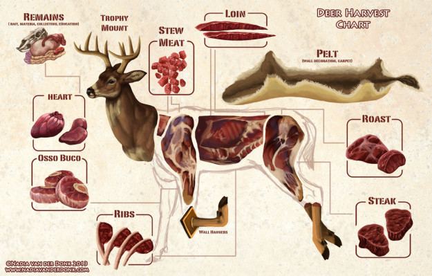 Venison Best Cuts of Venison Guide