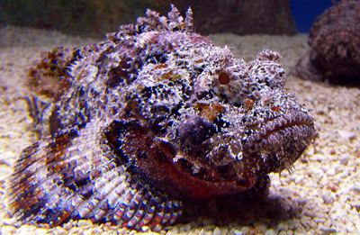 Venomous fish Venomous Marine Fish It39s Hard to Define the Effects of Their Stings