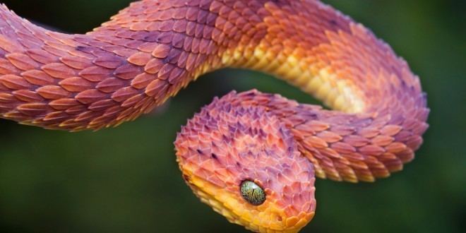 Venomous snake Top Ten Most Venomous Poisonous Snakes AllTopTenscom