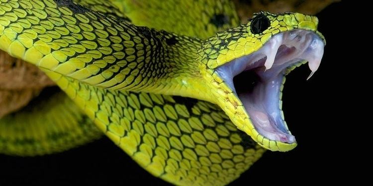 Venomous snake The most venomous snakes Top 10 DinoAnimalscom