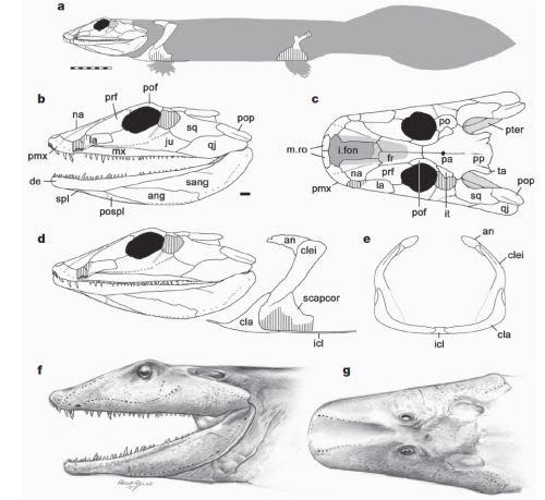 Ventastega Ventastega curonica Palaeocritti a guide to prehistoric animals