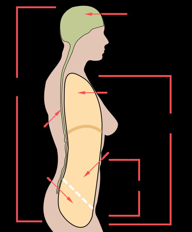 Ventral body cavity