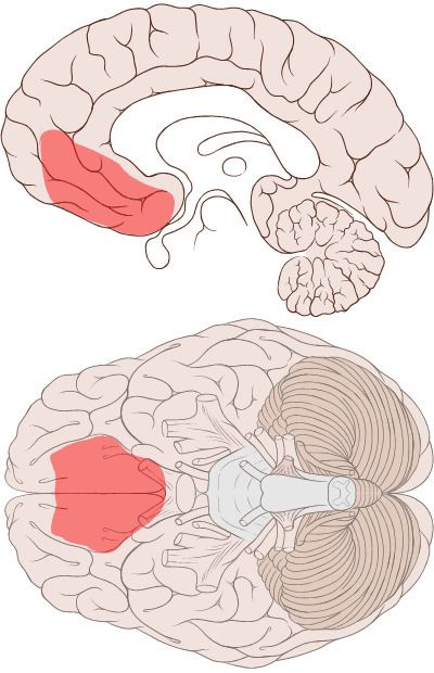 Ventromedial prefrontal cortex