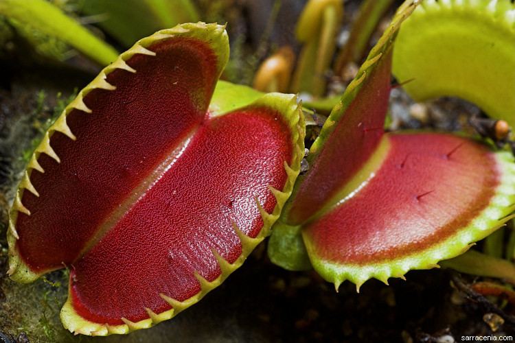 Venus flytrap The Carnivorous Plant FAQ How many kinds of Venus flytraps are there