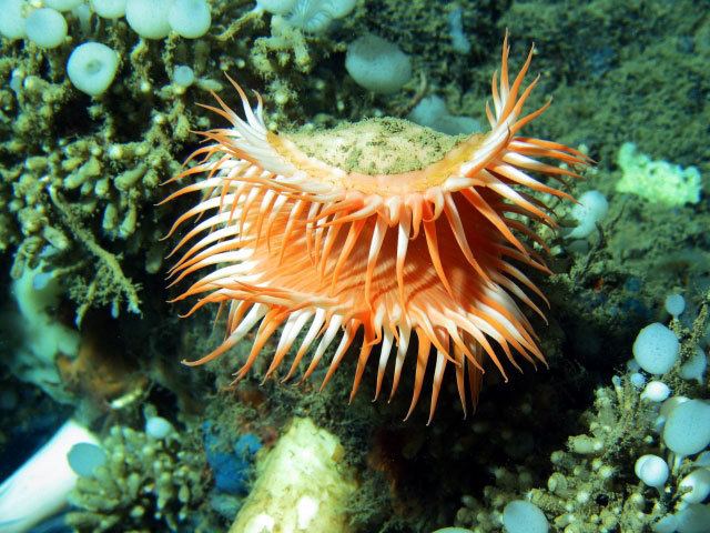 Venus flytrap sea anemone Come Sea This The Actinoscyphia aurelia commonly known as the