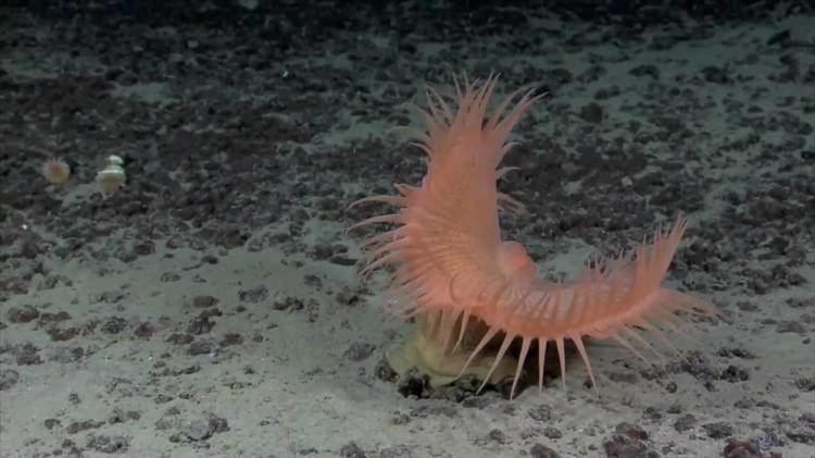 Venus flytrap sea anemone NOAA Ship Okeanos Explorer 2010 Highlights from Offshore Kona