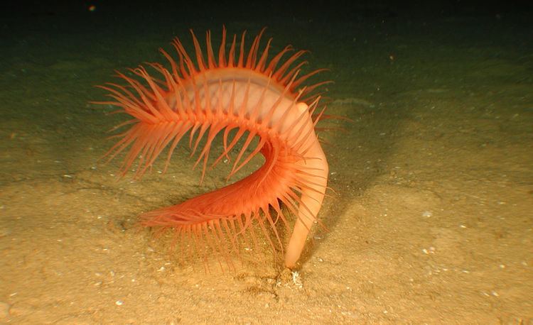 Venus flytrap sea anemone The Venus flytrap sea anemone Actinoscyphia aurelia is a large sea