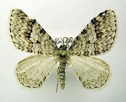 Venusia (moth) httpsuploadwikimediaorgwikipediacommonsthu