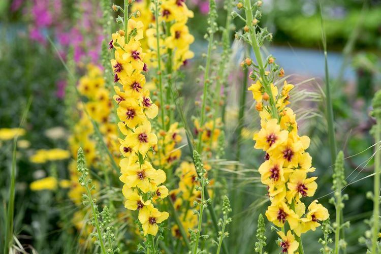 Verbascum Verbascum phoenicium 39Violetta39 gardenersworldcom