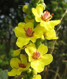 Verbascum Verbascum Wikipedia