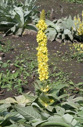 Verbascum RHS advice amp tips on garden amp indoor plants Plant finder