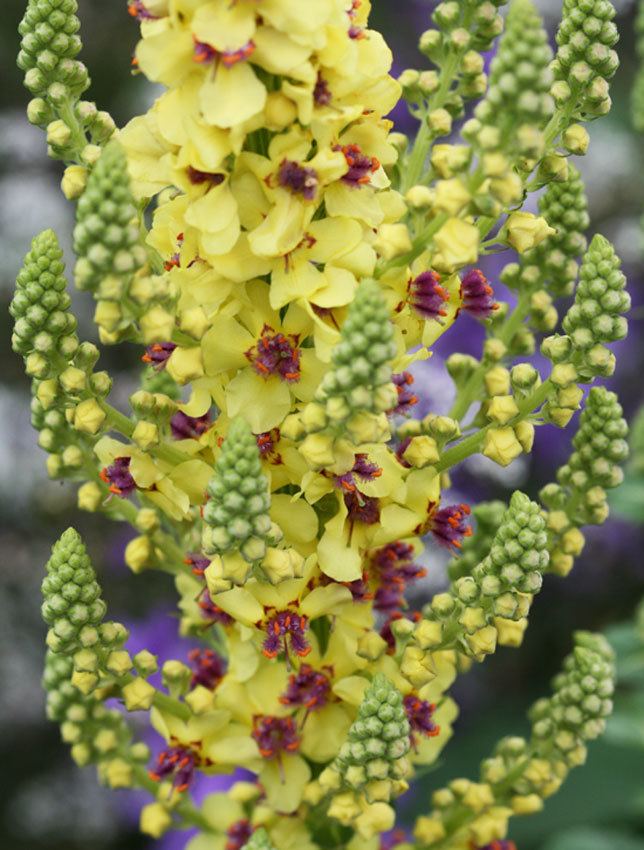 Verbascum nigrum Verbascum nigrum quotDark Mulleinquot Buy Online at Annie39s Annuals