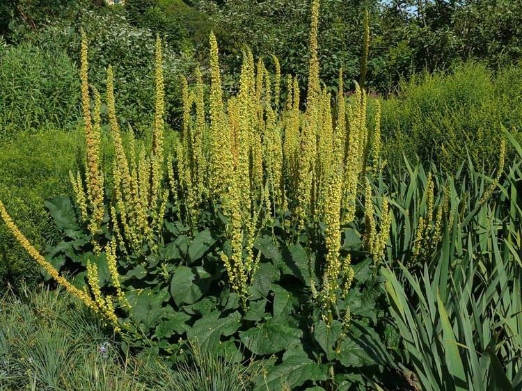 Verbascum nigrum Dark Mullein Verbascum nigrum Flowers NatureGate