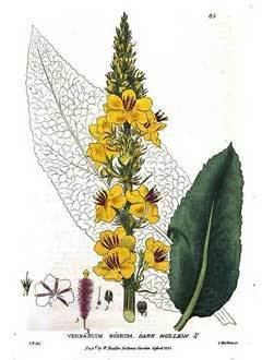 Verbascum nigrum wwwpfaforgAdminPlantImagesVerbascumNigrum2jpg