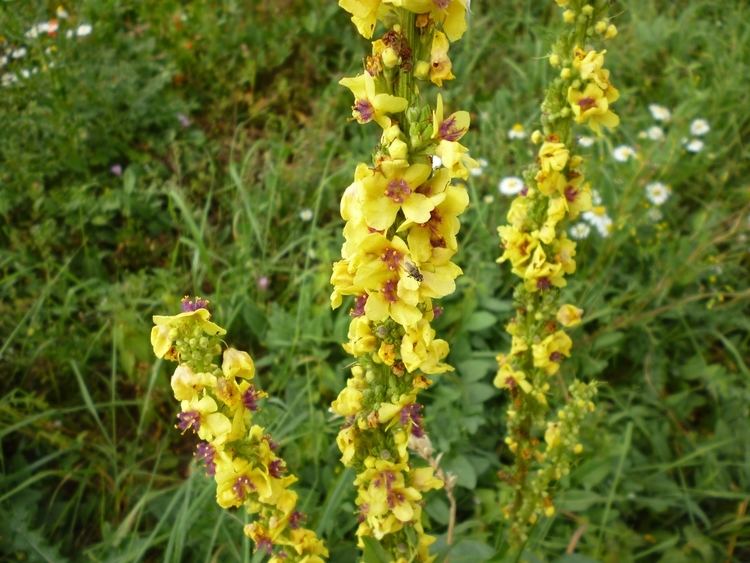 Verbascum nigrum FileVerbascum nigrum Eurejpg Wikimedia Commons